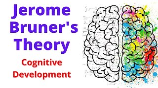 BRUNER Theory Of Cognitive Development  cognitive development theory by bruner [upl. by Nosidda36]