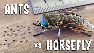 EPIC BATTLE  tiny ants vs HUGE horsefly [upl. by Czarra]