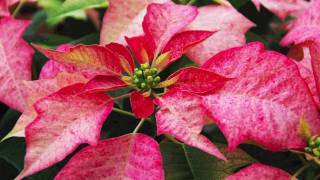 Poinsettia Care [upl. by Martell]