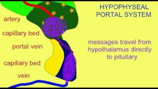 ENDOCRINE SYSTEM HYPOPHYSEAL PORTAL SYSTEM [upl. by Ambrosi155]