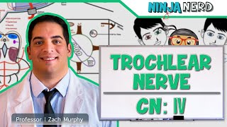 Neurology  Trochlear Nerve Cranial Nerve IV [upl. by Esil608]