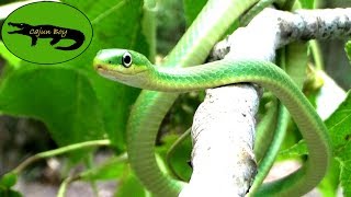 Adorable Green Snake [upl. by Feltie]