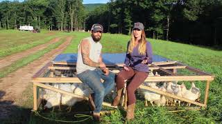 Our Pastured Poultry Here At High Valley Farm [upl. by Cavallaro]