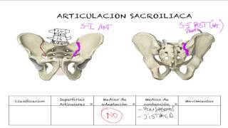 Articulacion sacroiliaca [upl. by Binnings]