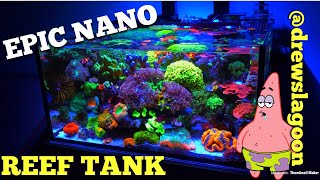 Epic Nano Reef Tank drewslagoon [upl. by Conah910]