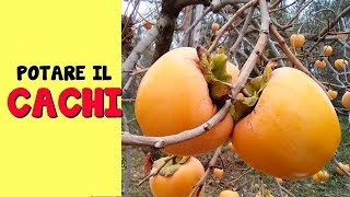 POTARE IL CACHI [upl. by Ayna]