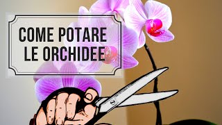 COME POTARE LE ORCHIDEE [upl. by Wilkie]