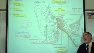 THE HUMAN SKULL PART 2 by Professor Fink [upl. by Rebna]