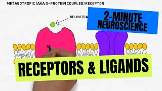 2Minute Neuroscience Receptors amp Ligands [upl. by Severn]