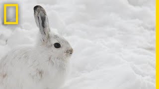 Will Snowshoe Hares Win a Race Between Evolution and Climate Change  National Geographic [upl. by Newberry611]