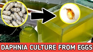 HOW TO HATCH DAPHNIA EGGS  HOW TO CULTURE DAPHNIA [upl. by Llirpa]