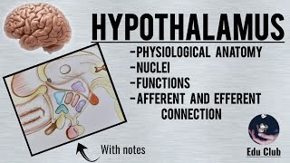 Hypothalamus  Nuclei  Functions  Connections  Physiological Anatomy [upl. by Colton]