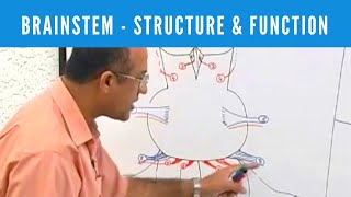 Brainstem  Structure and Function  Neuroanatomy [upl. by Anihtyc]