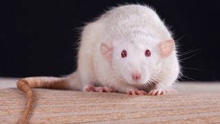 Facts amp Myths  Pet Rats [upl. by Dripps784]