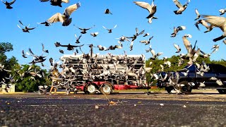 Professional Pigeon Racing Texas Country Reporter [upl. by Ancel741]