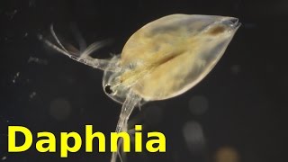 Daphnia [upl. by Bohun]