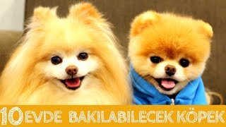 Evde ve Apartmanda Bakılabilecek 10 Zeki Köpek Cinsi KÖPEK DOG EVDEBAKILACAKKÖPEKLER [upl. by Ettesil24]