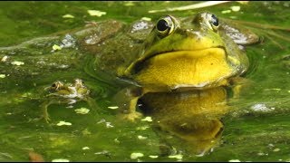 Grenouille verte du nord cri 🐸 Northern Green Frog call 🐸 [upl. by Eiramnwad478]