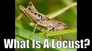 What is a locust [upl. by Ruthann]