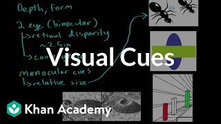 Visual cues  Processing the Environment  MCAT  Khan Academy [upl. by Mide752]