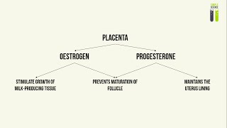 IGCSE Biology Revision  Part 5  Hormones During Pregnancy [upl. by Etnahs223]