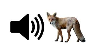 Fox  Sound Effect  ProSounds [upl. by Burrill]