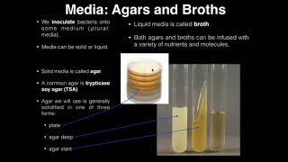 Lab Exercise 1 Introduction to Microbiology [upl. by Tamaru]