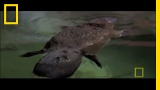 Platypus Habitat and Behavior [upl. by Esened684]