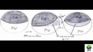 DVPT EMBRYO AMPHIBIEN [upl. by Leach]