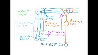 The Cerebellum [upl. by Monteria580]