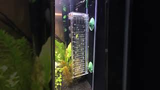 Dennerle Bio CO2 120 with Flipper 60l cube [upl. by Chevalier]