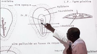 Embryologie des oiseaux  Gastrulation [upl. by Carlton]