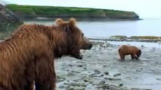 Brown Bear Hunts for Fish  David Attenborough  BBC Studios [upl. by Stovall]