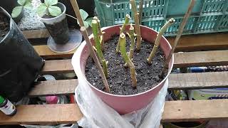 Poinsettia propagation using branch cuttings [upl. by Ayle]