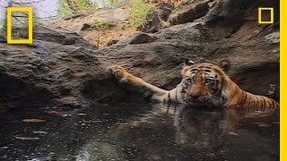 Tiger Eye Up Close and Personal  National Geographic [upl. by Penni217]