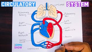 How To Draw Double circulatory System  step by step tutorial [upl. by Nakre993]