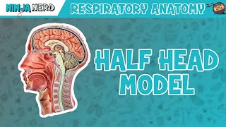 Respiratory  Half Head Anatomy [upl. by Charlet554]