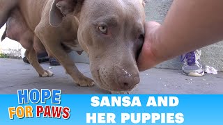 Sansa amp puppies Rescuing a homeless family from under a house Please share  dog [upl. by Vasya]