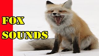 Fox Scream Sound Red Fox Howl Sound Of a Fox Foxes Sounds at Night Fox noises Fox Bark call [upl. by Aciruam]