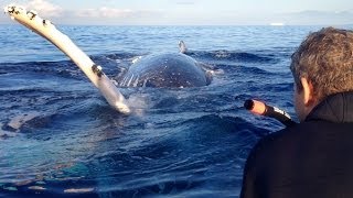 Most Epic Maui Whale Watch EVER  part 2 [upl. by Zetra]