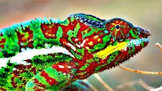 How Do Chameleons Change Color [upl. by Jaunita772]