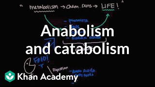 Overview of metabolism Anabolism and catabolism  Biomolecules  MCAT  Khan Academy [upl. by Yrrep]