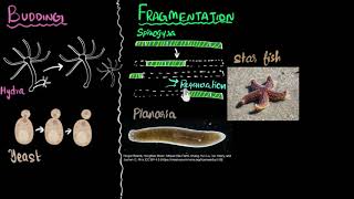 Budding spores fragmentation amp regeneration  How do organisms reproduce  Biology  Khan Academy [upl. by Suiram904]