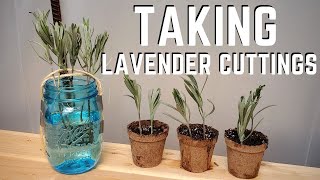 Propagating Lavender by Cuttings 💜 QG Day 22 [upl. by Weisbart]