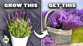 5 Tips to Grow Perfect Lavender [upl. by Aztirak323]