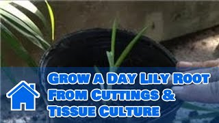 Plant Care Lilies  How to Grow a Day Lily Root From Cuttings amp Tissue Culture [upl. by Mirella]