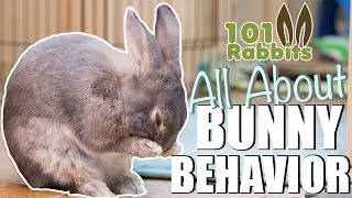 ALL ABOUT BUNNY BEHAVIOR 🐰 [upl. by Lananna]