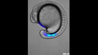 Genetic oscillation in zebrafish [upl. by Leveroni773]