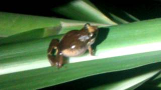 Grenouille siffleuse Guadeloupe [upl. by End]