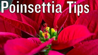 How to care for Poinsettia [upl. by Aznola997]